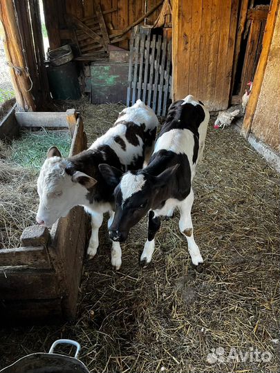 Продам телят