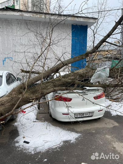 Споры жкх (залив квартир,падение дерева на авто)