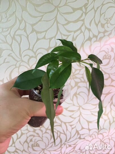 Комнатные растения