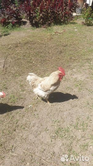 Молодые петухи обычные доминант