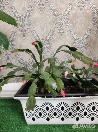 Декабрист шлюмбергера