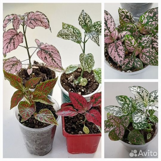 Интересные домашние растения с доставкой