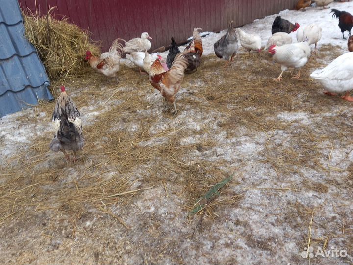 Живые перепелки яйцо,пепепелиное, куриное яйцо