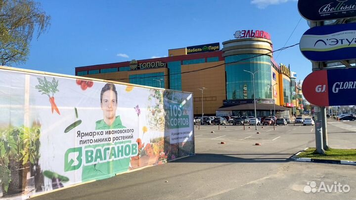 Рассада клубники Азия фермерская (4-х рожковая)