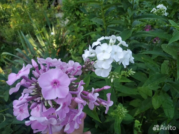 Флоксы многолетние