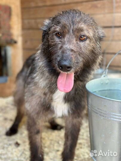 Добродушный Кельт грустит в приюте