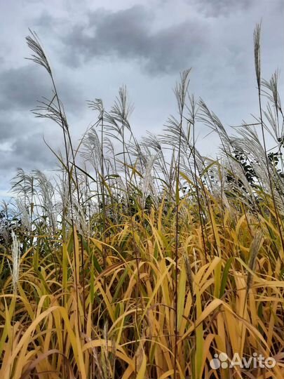 Мискантус, саженцы