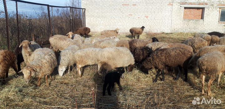 Овцы покрытые
