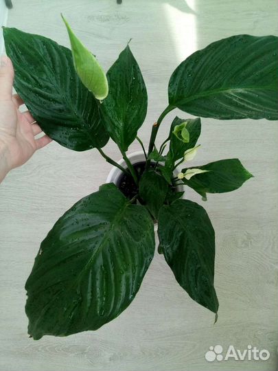 Комнатные растения