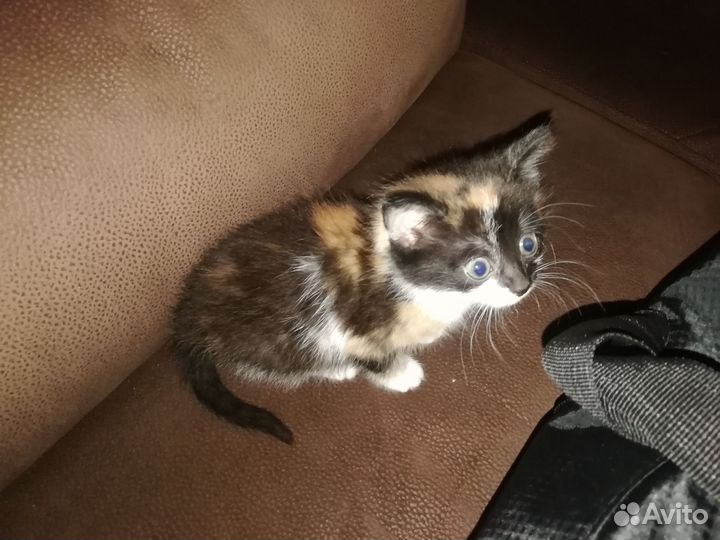 Котенок в дар