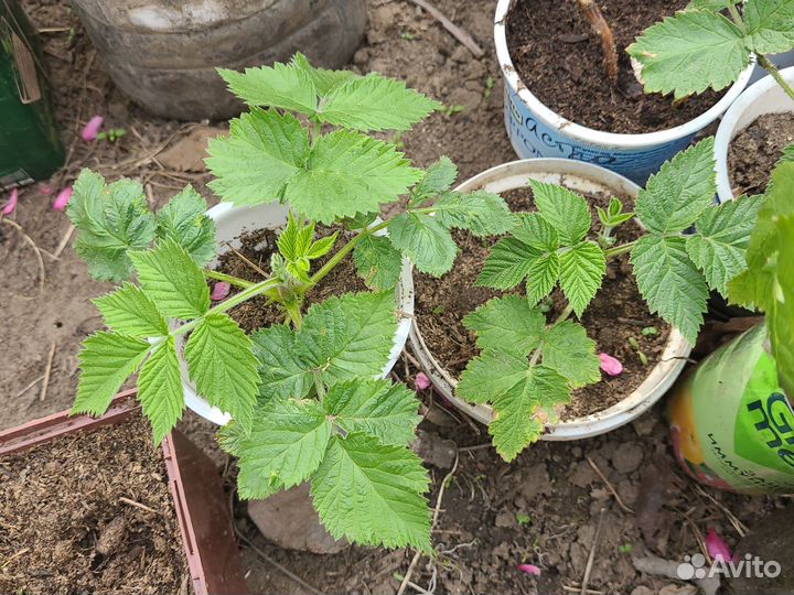 Малина ремонтантная,Джинура прокубенс