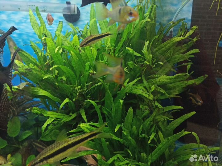 Аквариумные растения