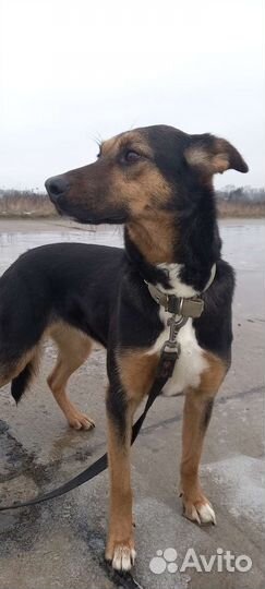 Собаки бесплатно