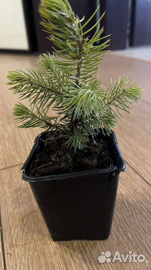 Ель голубая канадская