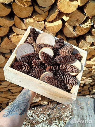Еловые шишки и спилы