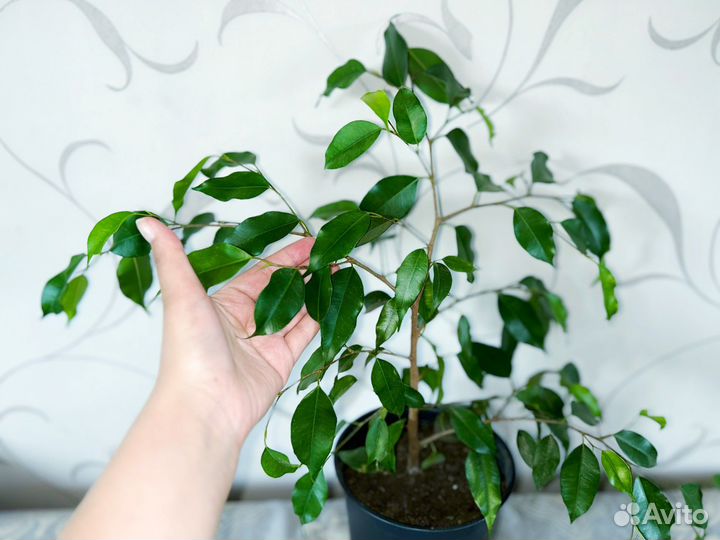 Фикус Бенджамина