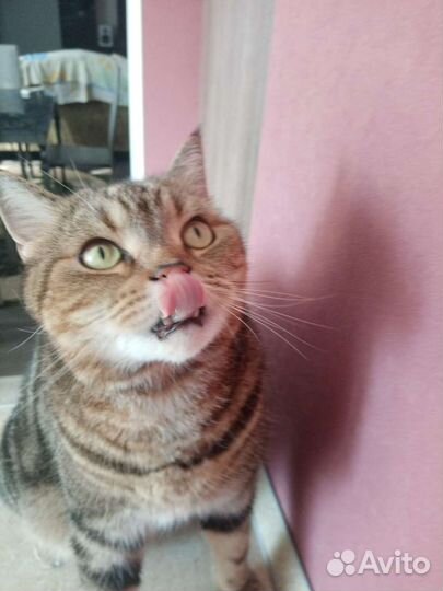 Кошачьи усы