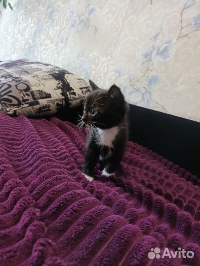 Шотландская