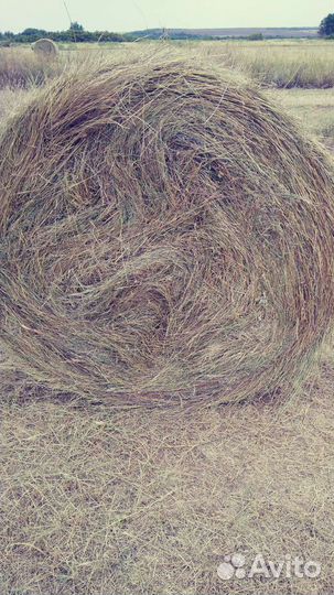 Продам сено в рулонах
