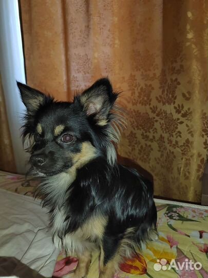 Вязка кобель чихуахуа