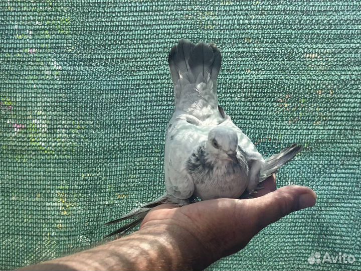 Продам голубей