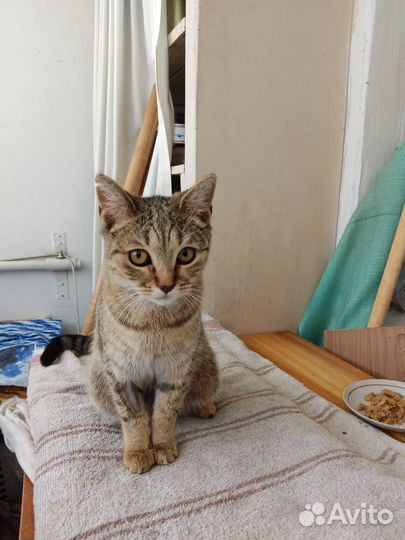 Кошка в добрые руки