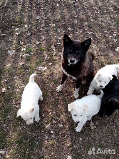 Щенки