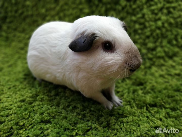 Морские свинки сиамские и панды
