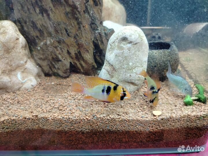 Апистограмма рамирези и брохис изумрудный