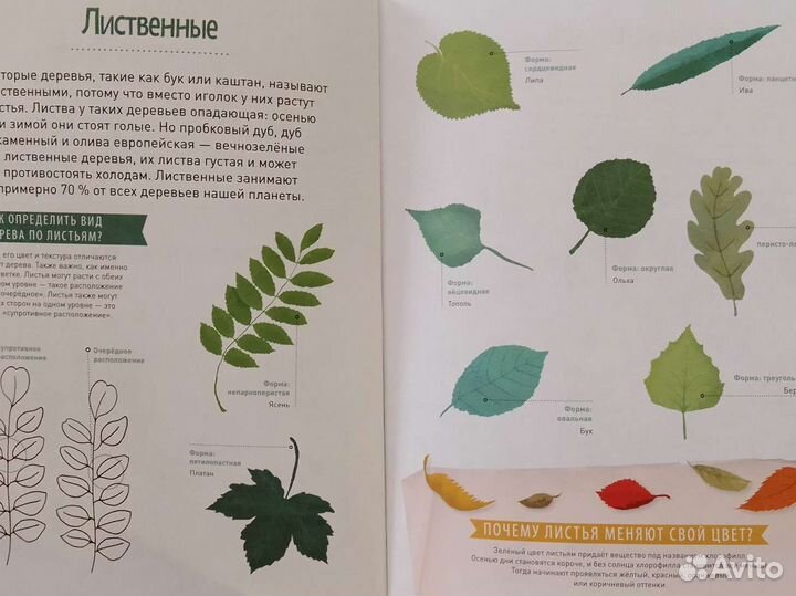 Мой лесной гербарий