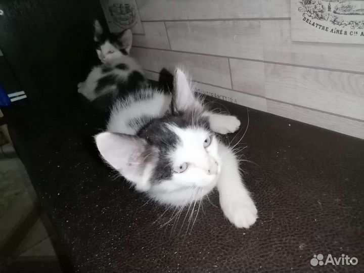 Котята