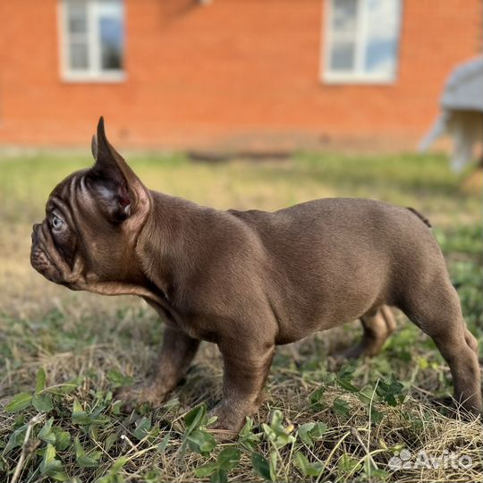 Мокко (двойной шоколад) с ношением флаффи