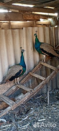 Павлины продажа