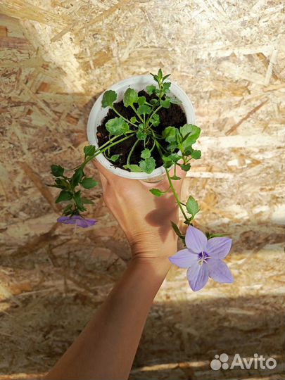 Кампанула жених