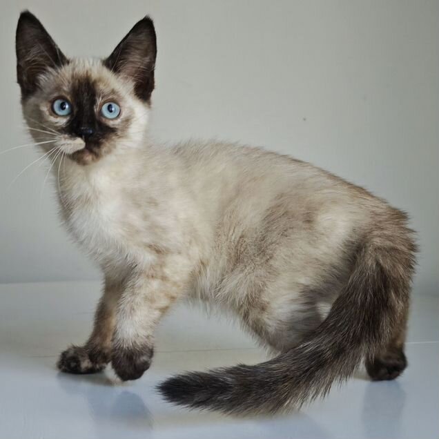 Тайский котёнок