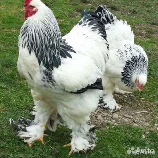 Цыплята брама колумбийская (светлая)