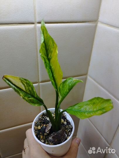 Спатифиллумы разных сортов