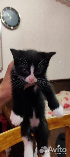 Котята в добрые руки 2,5месяц