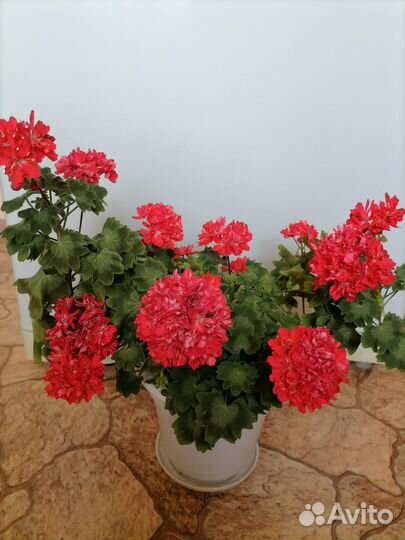 Герань пеларгония