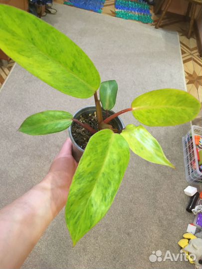 Филодендрон Painted Lady (медуза,расписная леди)