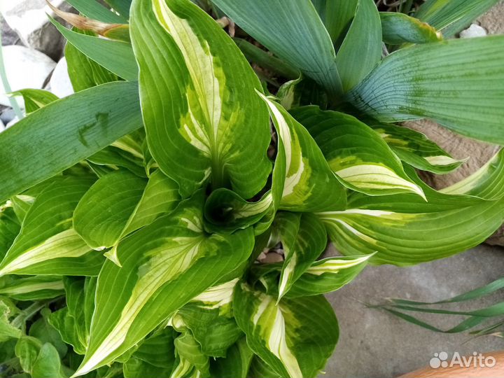 Хоста пестролистная саженцы