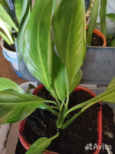 Комнатные цветы