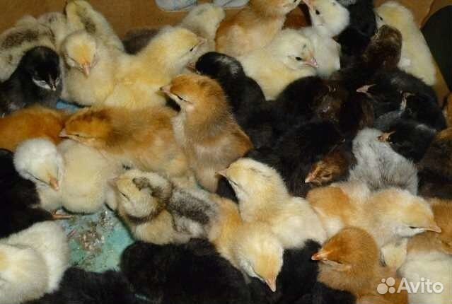 Продажа птицы