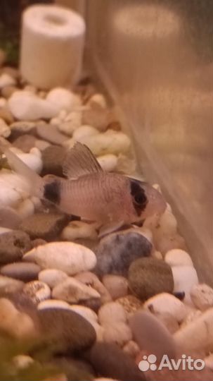 Аквариумные рыбки сомики