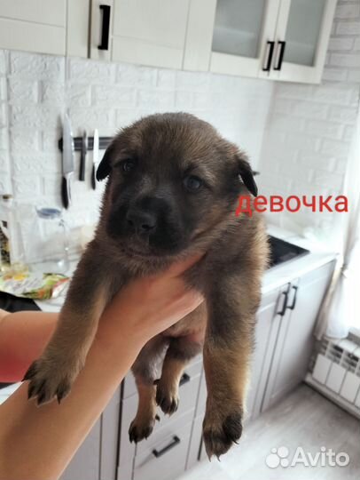 Собака