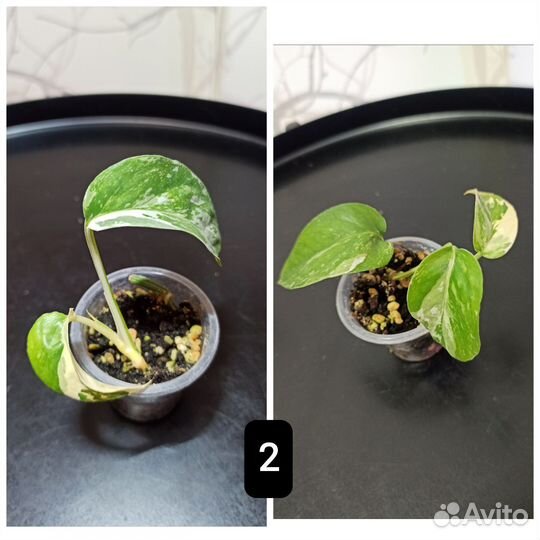 Эпипремнум пиннатум вайт