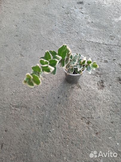 Бересклет, плющ