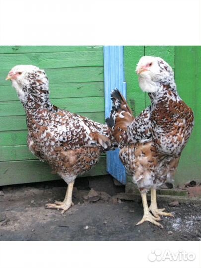 Цыплята орловская ситцевая