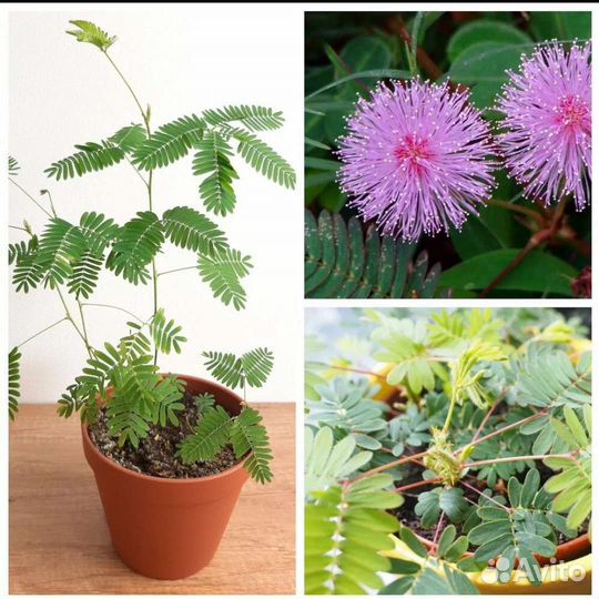 Мимоза стыдливая