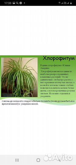 Цветы хлорофитум